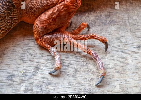 Nahaufnahme am Hinterbein mit langen scharfen Krallen des tropischen Reptils Red Iguana. Konzentrieren Sie sich auf das Bein mit schuppiger Haut. Haut in Rot-, Orange-, Gelb- und Blautönen. R Stockfoto