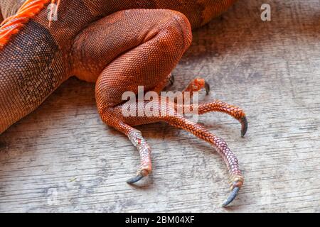 Nahaufnahme am Hinterbein mit langen scharfen Krallen des tropischen Reptils Red Iguana. Konzentrieren Sie sich auf das Bein mit schuppiger Haut. Haut in Rot-, Orange-, Gelb- und Blautönen. R Stockfoto