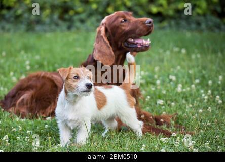 Hundetierfreundschaft - glücklicher Jack russell Terrier Welpe und sein Irish Setter Freund Stockfoto