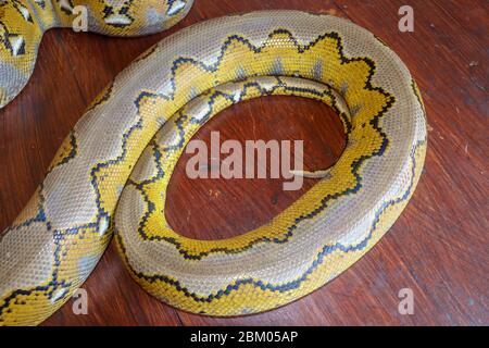 Albino Netzpython : Pythonschlange gelb auf dem Holztisch liegend. Nahaufnahme von Big Python regius oder Royal Python ist eine große, nicht giftige Schlinge Stockfoto