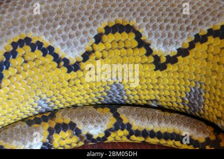 Albino Netzpython. Python Schlange gelb auf dem Holztisch liegend. Nahaufnahme von Big Python regius oder Royal Python ist eine große, nicht giftige Schlange Stockfoto