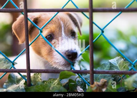 Nette Jack russell Terrier Hund Welpen hinter einem Zaun suchen Stockfoto