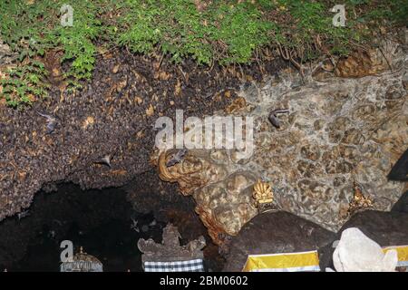 Altäre im Pura Goa Lawah oder bat Cave Temple. Balinesischer Hindu-Tempel, Klungkung, Bali, Indonesien. Einige Fledermäuse fliegen unter einem Felsüberhang. Kolonie von Fledermäusen ha Stockfoto