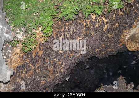 Kolonie von Fledermäusen, von der Decke des Goa Lawah bat Cave Temple hängen und schlafen, Bali, Indonesien. Einige Fledermäuse fliegen unter einem Felsüberhang. Kolonie von BA Stockfoto