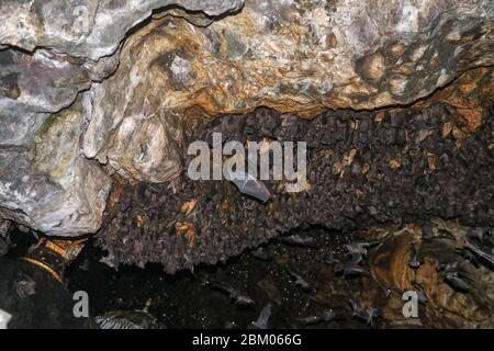 Kolonie von Fledermäusen, von der Decke des Goa Lawah bat Cave Temple hängen und schlafen, Bali, Indonesien. Einige Fledermäuse fliegen unter einem Felsüberhang. Kolonie von BA Stockfoto