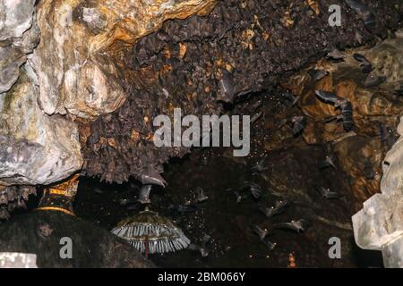 Kolonie von Fledermäusen, von der Decke des Goa Lawah bat Cave Temple hängen und schlafen, Bali, Indonesien. Einige Fledermäuse fliegen unter einem Felsüberhang. Kolonie von BA Stockfoto
