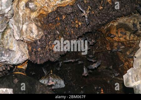 Kolonie von Fledermäusen, von der Decke des Goa Lawah bat Cave Temple hängen und schlafen, Bali, Indonesien. Einige Fledermäuse fliegen unter einem Felsüberhang. Kolonie von BA Stockfoto