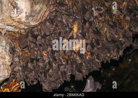 Kolonie von Fledermäusen, von der Decke des Goa Lawah bat Cave Temple hängen und schlafen, Bali, Indonesien. Einige Fledermäuse fliegen unter einem Felsüberhang. Kolonie von BA Stockfoto
