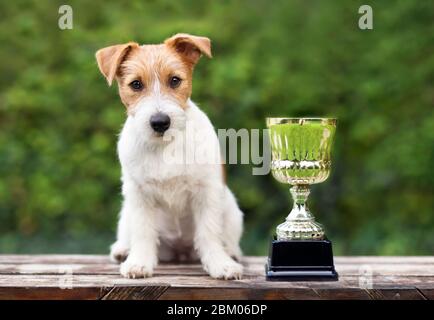 Schöne junge Jack russell Terrier Hund sitzt in der Nähe eines Gewinners Cup Stockfoto