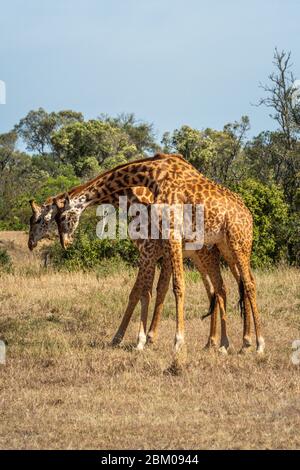 Zwei Masai-Giraffen stehen auf der Savanne Stockfoto