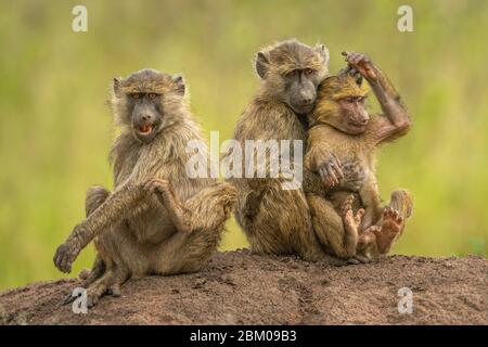 Zwei Paviane aus Olivenbäumen sitzen umarmt neben einem anderen Stockfoto