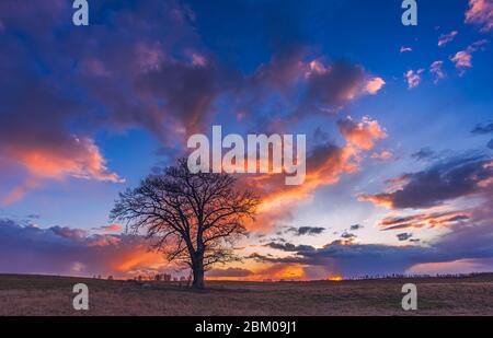 Eichenbaumsilhuette bei Sonnenuntergang, abendlicher Blick auf die Landschaft Stockfoto