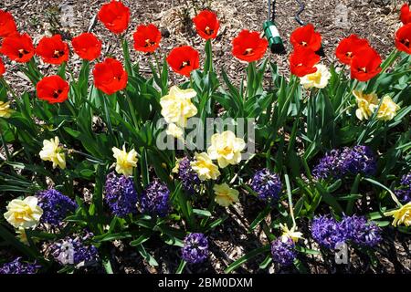 Arrangement aus roten Tulpen, gelben Narzissen und violetten Viola-Blüten Stockfoto