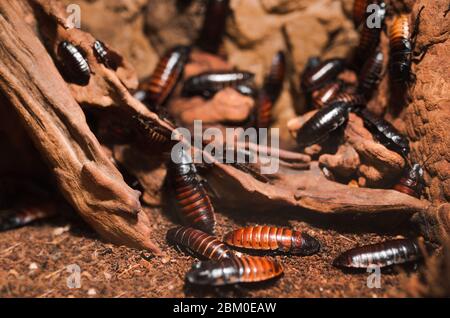 Makro gruselig Nahaufnahme von EINER Menge Madagaskar zischende Kakerlake auf Holzzweig . Gemeinsame Haushalt Madagaskar riesigen Kakerlaken Wanzen kriechen . Dirty d Stockfoto