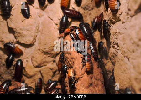 Makro gruselig Nahaufnahme von EINER Menge Madagaskar zischende Kakerlake auf Holzzweig . Gemeinsame Haushalt Madagaskar riesigen Kakerlaken Wanzen kriechen . Dirty d Stockfoto