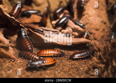 Makro gruselig Nahaufnahme von EINER Menge Madagaskar zischende Kakerlake auf Holzzweig . Gemeinsame Haushalt Madagaskar riesigen Kakerlaken Wanzen kriechen . Dirty d Stockfoto