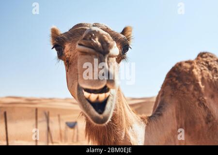 Ein Lächeln auf neugierigen Kamelen gegen Sanddünen. Wüste Wahiba Sands in Oman. Stockfoto