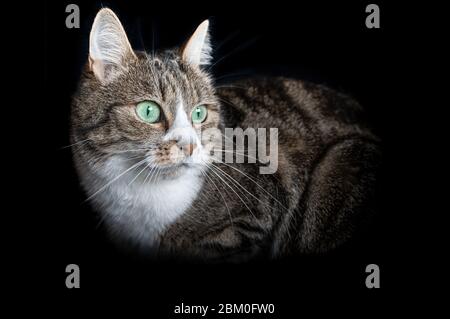 Porträt einer gestreiften Katze in dezentem. Tabby Katze auf schwarzem Hintergrund. Stockfoto