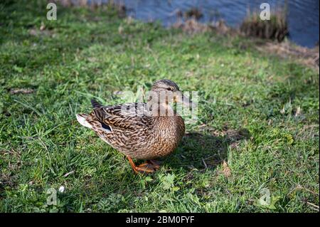 Weibliche Ente auf dem Gras im Park stehen. Stockfoto