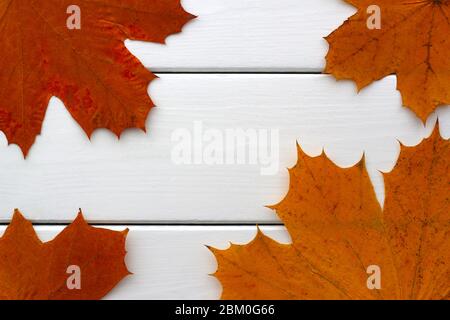 Autumn leaves from a Norwegian maple tree on a white painted wooden table Stockfoto