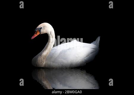 Tiefer weißer Schwan mit Reflektion im Wasser auf schwarzem Hintergrund. Stockfoto