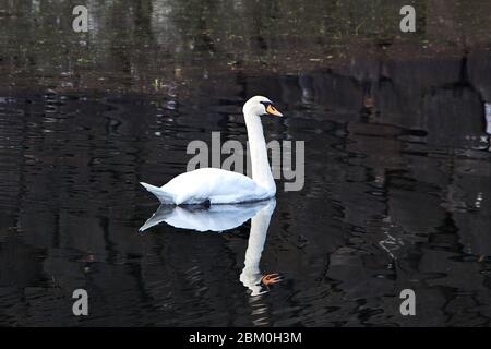 Der Schwan im Park schließt den Imperator Palast, Tokyo, Japan Stockfoto