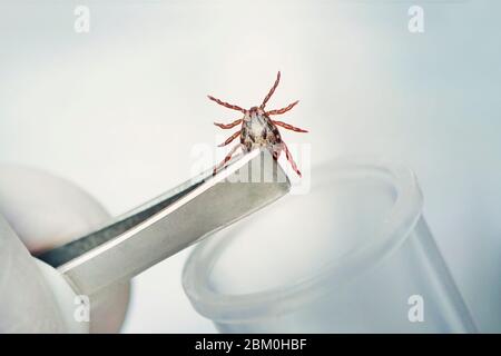 Ein gefährliches blutsaugendes Insekt. Kleine braune Fleckmilbe, biologischer Name Dermacentor marginatus auf in einem medizinischen Reagenzglas. Der Wissenschaftler studiert in Stockfoto