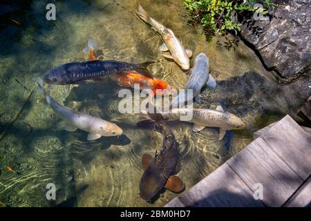 Draufsicht auf Koi Fische in einem Teich eines japanischen Gartens Stockfoto