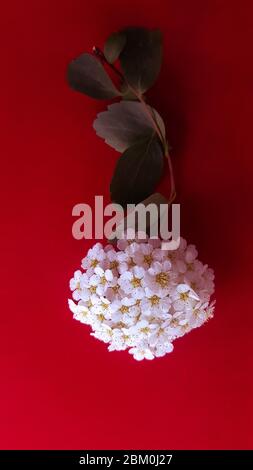 Draufsicht eines kleinen Zweiges weißer lantana Camara-Blüten auf rotem Hintergrund isoliert. Stockfoto