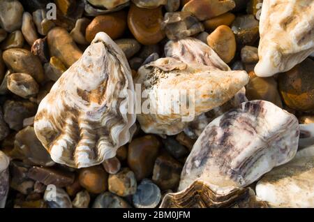 Austern am Strand in Seasalter, Kent, Großbritannien, auf nassen Kieselsteinen Stockfoto