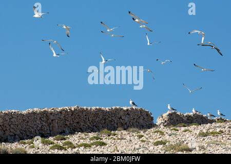 Eine Herde Möwen, die fliegen und auf einem Steinzaun stehen Stockfoto