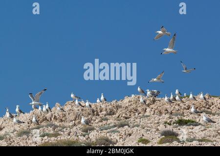 Eine Schar von Möwen, die auf Felsen fliegen und stehen Stockfoto