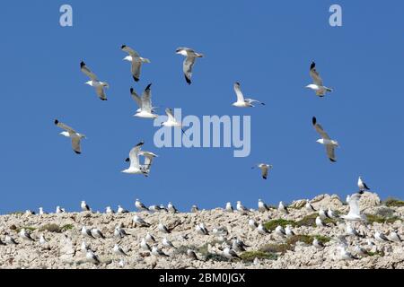 Eine Schar von Möwen, die auf den Felsen fliegen und stehen Stockfoto