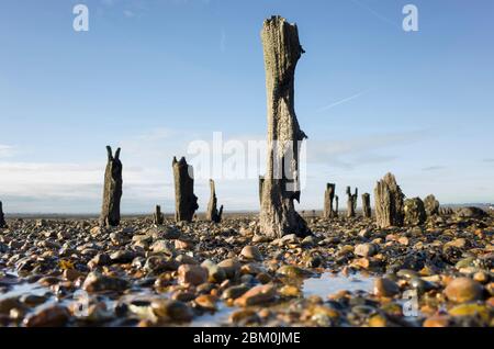 Ebbe zeigt Reste der Holzstruktur in West Beach Whitstable, Kent Stockfoto