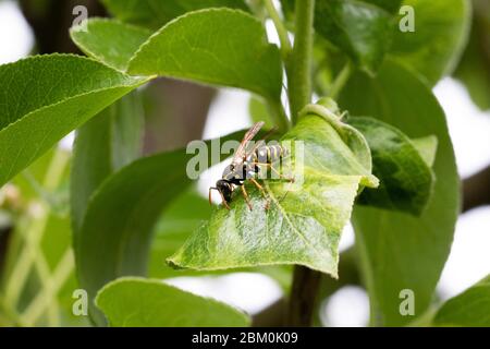 Eine Wespe auf einem grünen Blatt mit verschwommenen Blättern im Hintergrund Stockfoto
