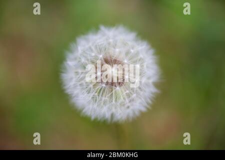 Ein weißer Löwenzahn auf einer Wiese mit grünem verschwommenem Hintergrund Stockfoto