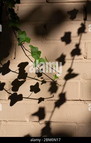 Grüner Efeu mit Schatten auf einer ockerfarbenen Wand Stockfoto