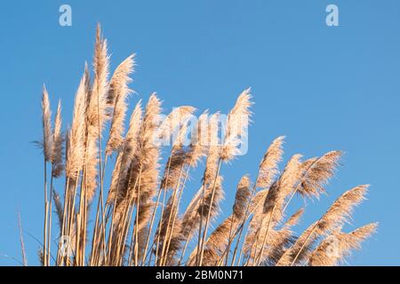 Hohes Gras bläst im Wind gegen einen blauen Himmel, Penarth, Wales Stockfoto