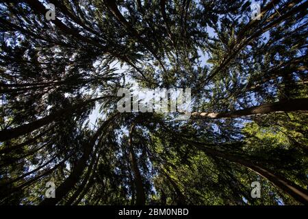 Wunderbarer Wald aus Froschperspektive Stockfoto