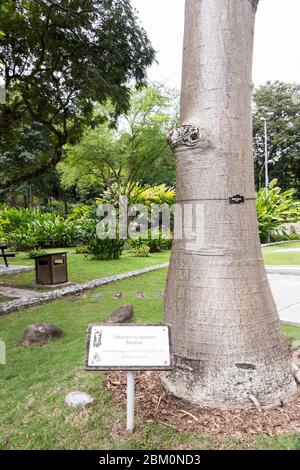 Adansonia digitata Baobab Baum mit Informationszeichen in der tropischen Natur in Perdana Botanischer Garten, Malaysia. Stockfoto