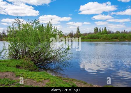Malerischer Busch am Ufer des Flusses Yaya, Kemerowo Region, Kuzbass, ein schöner Frühlingstag Stockfoto