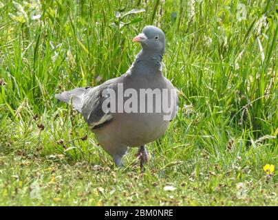 Nahaufnahme einer Holztaube, die an einem hellen Sommertag aus dem Boden durch das Gras geht Stockfoto