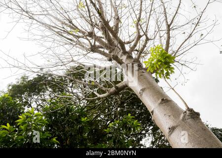 Adansonia digitata Baobab Baum in der tropischen Natur im Perdana Botanischen Garten, Malaysia. Stockfoto