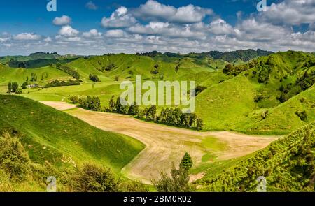 Feld in Hügeln auf Bauernhof, Strathmore Saddle Area auf Forgotten World Highway (SH43), Taranaki Region, North Island, Neuseeland Stockfoto