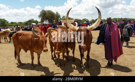 Masai (auch Maasai) Stammesangehörigen eine ethnische Gruppe von halbnomadischen Menschen. Maasai Männer hüten Vieh fotografiert in Tansania Stockfoto