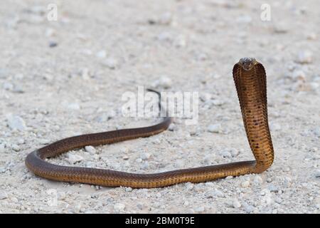 Kap Cobra (Naja nivea), Kgalagadi Transfrontier Park, Südafrika, Stockfoto