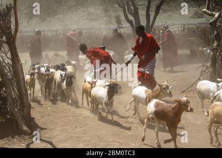 Masai (auch Maasai) Stammesangehörigen eine ethnische Gruppe von halbnomadischen Menschen. Maasai Männer hüten Vieh fotografiert in Tansania Stockfoto