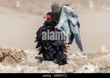 Bateleur (Terathopius ecaudatus) Männchen zeigt, Kgalagadi Transfrontier Park, Südafrika Stockfoto