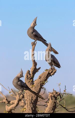 Graue Wegvögel (Corythaixoides concolor), Mashatu Wildreservat, Botswana Stockfoto