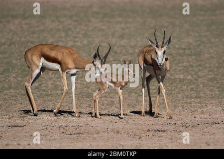 Springbok (Antidorcas marsupialis) und neugeborenes Kalb, Kgalagadi Transfrontier Park, Südafrika Stockfoto